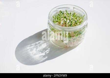 Microgreens sprießt von Watercress in einem Glasgefäß. Frisches Microgreens Superfood-Konzept zeigt einfachen Anbau zu Hause. Mikrosalatsprossen für die Luftröhre Stockfoto