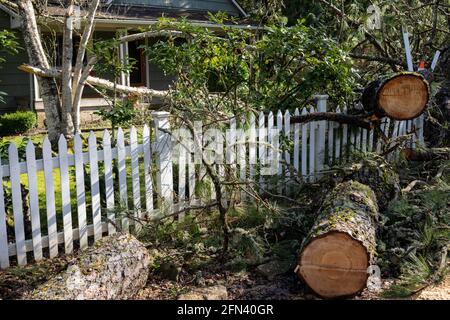Gefallener Baum im Vorgarten eines Wohnhauses nach Sturm. Der Baum wurde vor dem Entfernen in Abschnitte geschnitten. Stockfoto