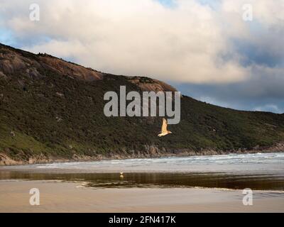 Die Möwe spiegelt die untergehende Sonne beim Flug am Norman Beach im Wilsons Promontory National Park, Australien, wider. Norman Point im Hintergrund. Stockfoto