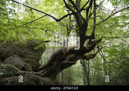 Majestätische großblättrige Kalk, Tilia platyphyllos, in der Beteta-Schlucht, Provinz Cuenca, Spanien Stockfoto