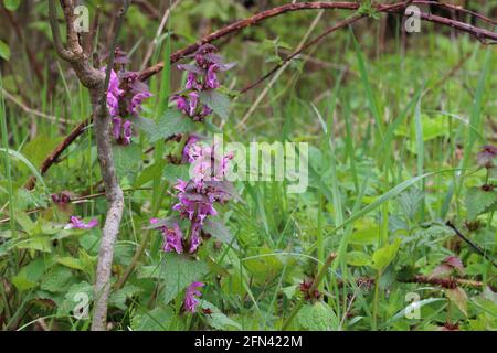 Nahaufnahme einer lila blühenden Wildblume Stockfoto