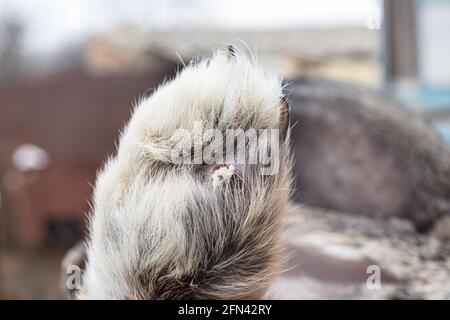 Die Pododermatitis beim Kaninchen auf der Pfote ist eine Krankheit, die Dermatitis, die entzündeten Hühneraugen mit der eitrigen Wunde, des Eims. Krankheit von Hauskaninchen und Nutzkaninchen Stockfoto