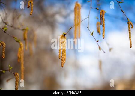 Schöne sonnige Sicht auf die Birkenzweige. Knospen und leuchtend grüne, kleine Blätter gedeihen. Dekorative Birkenblüte – lange, schlanke Kätzchen hängen am Ast Stockfoto