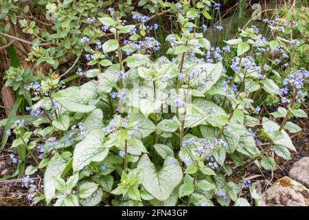 Brunnera macrophylla 'Jack Frost', sibirischer Glanz Stockfoto