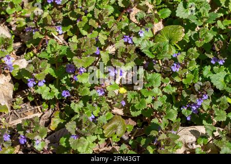 Dieses Bild zeigt einen hautnahen Texturhintergrund einer invasiven Wildblume Schleichende Charlie (Gleckoma hederacea) Wächst in einem Wohnrasen Gras in vollem Umfang Stockfoto