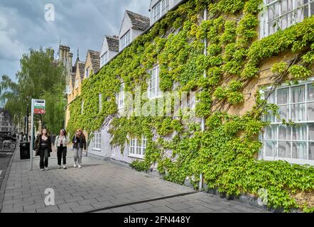 Drei Studentinnen gehen an der efeuverkleideten Wand des Trinity College der Universität Oxford, England, vorbei. Stockfoto