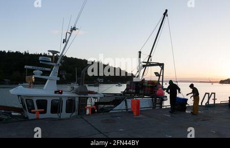 Crosshaven, Cork, Irland. Mai 2021. Besatzungsmitglieder des Fischerbootes Celtic Sun beginnen, ihren Hake-Fang am Kai in Crosshaven, Co. Cork, Irland, abzuladen. - Credit; David Creedon / Alamy Live News Stockfoto