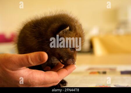 Winziges Baby-Fuchs-Junge in einem Rettungszentrum Stockfoto