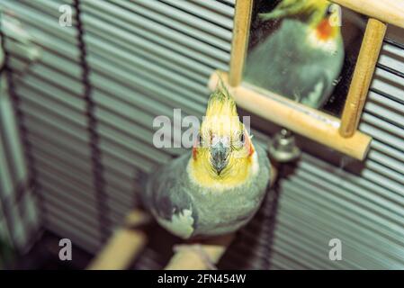 Schöner Cockatiel Nymphicus hollandicus Papagei in einem Käfig Stockfoto