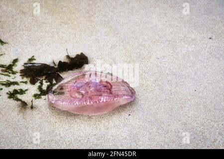 Kleine rosa Quallen. Tote Quallen auf dem Sand einer nördlichen Küste. Stockfoto