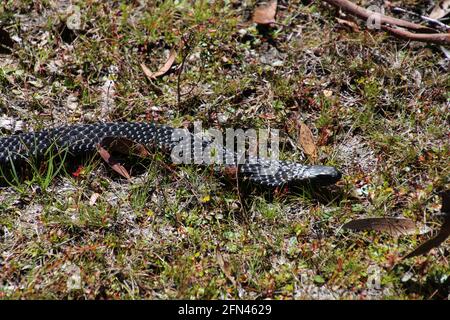 Tiger Snake im Gras, Tasmanien, Australien Stockfoto