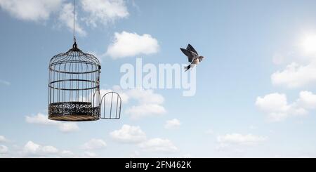 Vögel fliegen in die Freiheit Stockfoto