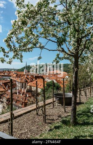 Prag Panorama, Tschechische Republik.Frühlingsansicht der Kirche St. Nikolaus, Kleinseite mit historischen Gebäuden und roten Dächern.erstaunliche europäische Stadtlandschaft. Stockfoto