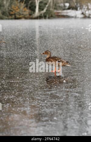 Foto einer Ente, die auf dem Eis eines Sees steht In der Wintersaison Stockfoto