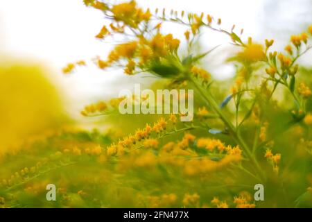 Unschärfe-blühender Besenbusch, Cytisus scoparius. Natürlicher Hintergrund mit gelben Blüten. Natur abstrakt verschwommener Hintergrund. Nicht fokussiert. Stockfoto