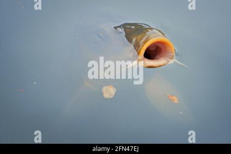 Ein schöner japanischer Fisch aus dem Wasser. Ein hungriger Fisch mit offenem Mund auf der Suche nach Nahrung. Naturfotografie auf einem See. Stockfoto