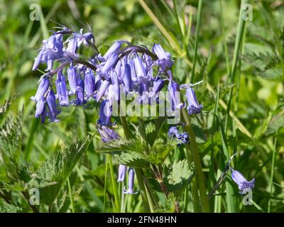 Englische Bluebells (Hyacinthoides non-scripa) schmiegen sich in der Frühlingssonne zwischen Nesseln und Gräsern ein. Stockfoto