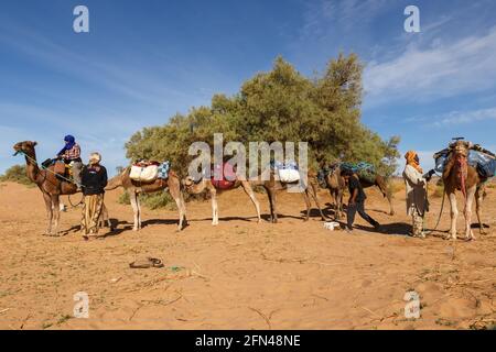 Provinz Errachidia, Marokko - 22. Oktober 2015: Berbermänner bereiten Kamele für die Reise vor. Dinge auf Kamele laden. Sahara-Wüste. Stockfoto