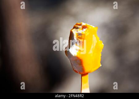 Mango-Eis, das jemand gegessen hat Stockfoto