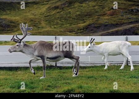 Die Rentiermutter und ihr Sohn gehen in der Nähe des Zauns. Country-Szene im Norden norwegens. Niedliches babyweißes Rentier folgt seiner Mutter. Stockfoto