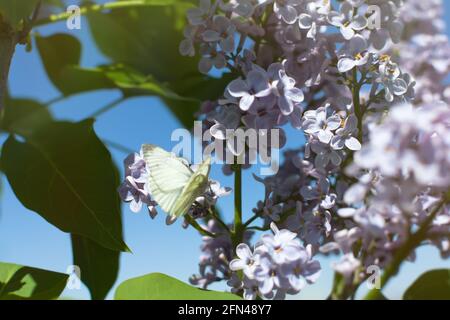 Weiße Fliederblüten mit Schmetterlingen. Im Frühling blühte im Garten eine wunderschöne Flieder. Weicher, lila floraler Hintergrund in den warmen Strahlen der Sonne. Die CO Stockfoto