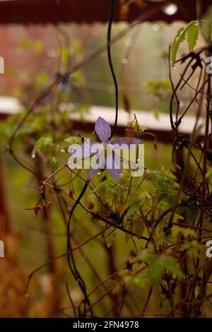 Violette Blume von Alpina clematis auf dem Balkon. Stockfoto