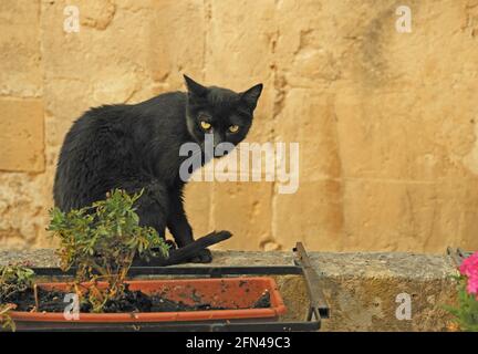 Eine schwarze Katze mit gelben Augen sitzt vor einer gelben Wand. Sein intensiver Blick zieht die Aufmerksamkeit auf sich. Stockfoto
