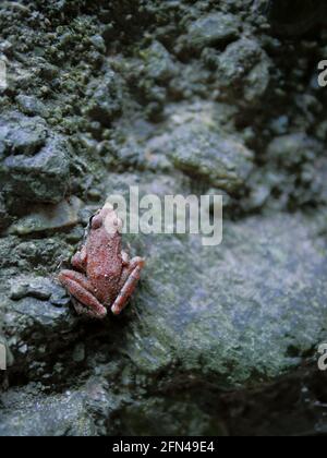 Niedlicher pinkfarbener kleiner Frosch in einer kalten und dunklen Höhle Stockfoto