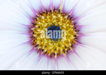 Nahaufnahme von Details der osteospermum Gänseblümchen-Blume Stockfoto