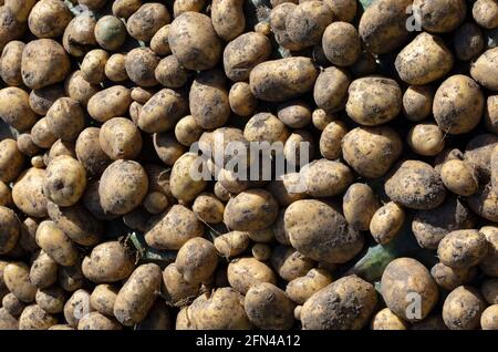 Braune Kartoffeln werden während des Grabens unter der Sonne getrocknet Saison Stockfoto