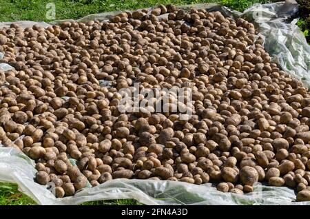 Ausgegrabene Kartoffeln werden in einem großen Haufen auf Kunststoff gelegt Wickeln und in der Sonne trocknen Stockfoto