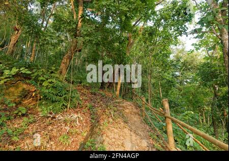 Wanderweg in den Wald in Wang Sila lang, Nan, Thailand. Trekkingaktivitäten im üppigen Wald Stockfoto