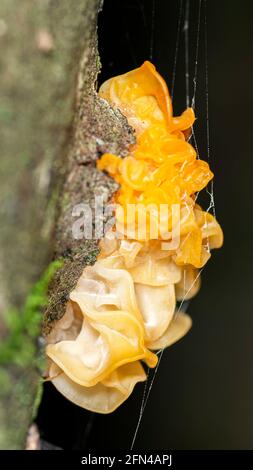 Tremella mesenterica Pilz oder gelbes Gehirn, goldener Gelee Pilz, Hexenbutter, super Makro Stockfoto