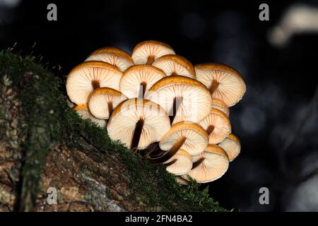 Armillaria mellea oder Honigpilz wächst auf einem Baumstamm im Wald unter Moos, Bodenansicht, Makro Stockfoto