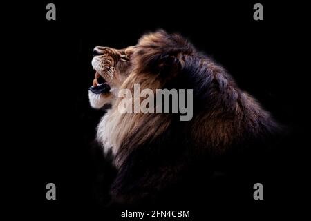 Porträt einer wunderschönen Männliche Löwe auf schwarzem Hintergrund Stockfoto