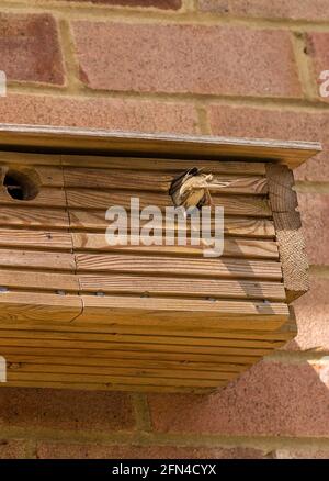 Haus Sparrow Passer domesticus Weibchen Vogel und Nistkasten in der Brutzeit. Sperling besucht Kasten mit Insekten usw., um die jungen Küken darin zu füttern Stockfoto