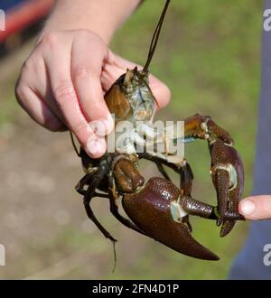 Amerikanisches Signal Crayfish River Lea Ware Stockfoto