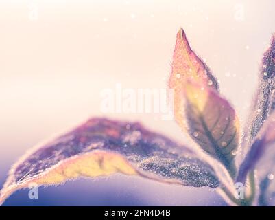 Nahaufnahme einer jungen Pflanze im blauen Licht Stockfoto