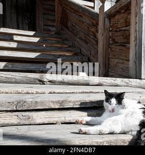 Eine schwarz-weiße Katze, die im Sonnenlicht ruht Eine alte Holzleiter Stockfoto