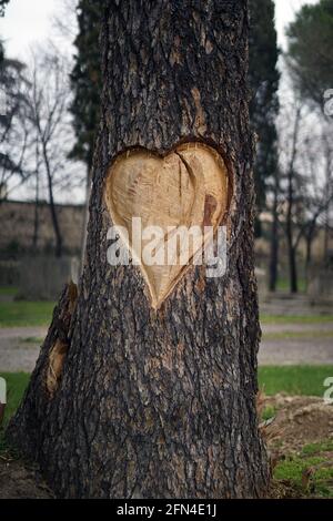 Großes Herz auf der Rinde eines toten Baumes geschnitzt. Denkmal für die Liebe zu Bäumen und Natur. Romantische Gesten in Verona, der Stadt der Liebe. Herzschnitzerei. Stockfoto