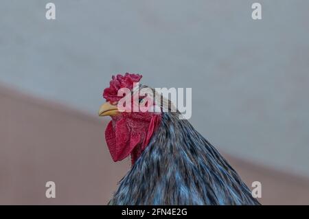 Nahaufnahme des grauen cochin-Hahnkopfes Stockfoto