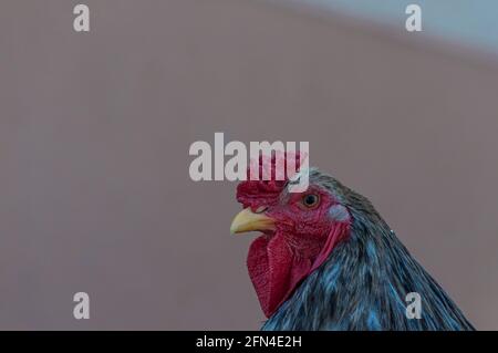 Nahaufnahme des grauen cochin-Hahnkopfes Stockfoto