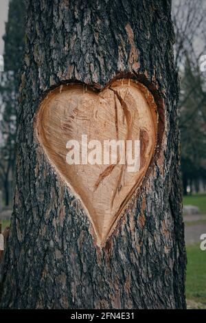 Großes Herz auf der Rinde eines toten Baumes geschnitzt. Denkmal für die Liebe zu Bäumen und Natur. Romantische Gesten in Verona, der Stadt der Liebe. Herzschnitzerei. Stockfoto