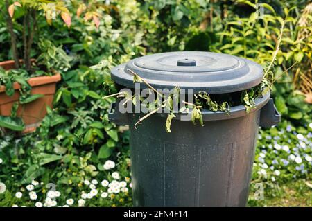 Volle Grünanlage in einem Garten. Grüner Deckelbehälter mit Ästen und Blättern, die herauskommen. Getrennte Sammlung und Bewirtschaftung von Gartenabfällen. Stockfoto