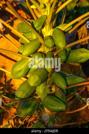 Pfandbaum (Carica Papaya)mit vielen großen grünen Früchten, die in einem australischen Garten in Queensland wachsen. Wintersonne. Stockfoto