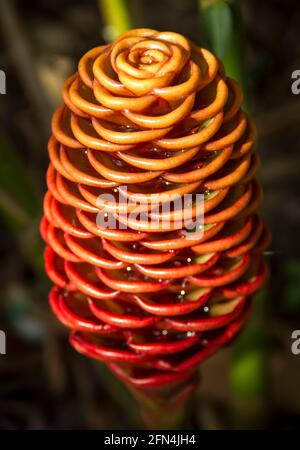 Blütenkopf von Bienenstock-Ingwer, Zingiber spectabile, Ingwerwürze, malaysischer Ingwer, im Garten in Queensland, Australien. Braune Braten, Bienenstock-Form. Stockfoto