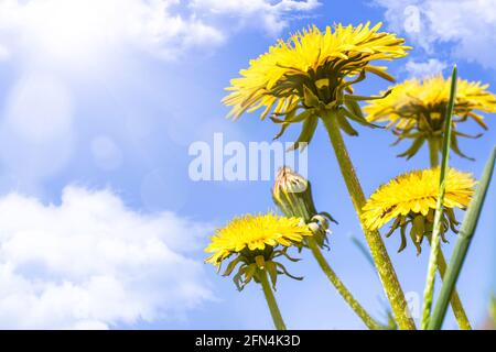 Gelber Dandelion gegen einen blauen Himmel mit Sonnenstrahlen. Frühlingsblumen. Stockfoto