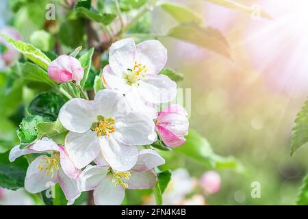 Blühende Apfelbäume im Garten. Weiße Blüten eines Apfelbaums in den Strahlen der Sonne. Nahaufnahme. Stockfoto