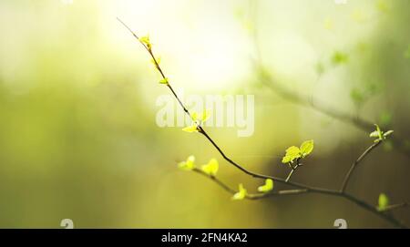 Ein dünner Zweig eines Baumes mit jungen grünen kleinen Blättern wird im Frühjahr durch warmes Sonnenlicht beleuchtet. Die Natur wird an den warmen Tagen im Mai lebendig. Stockfoto