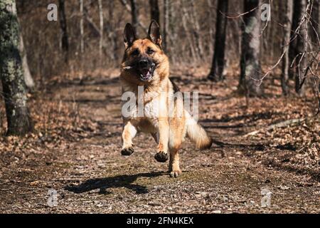 Schöne rot und schwarz Schäferhund läuft entlang schmalen Waldweg und spielt mit Stock. Hund läuft im Herbst schnell im Park und knabbert am Ast. Stockfoto